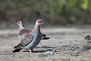 Spotted Prints: Two Speckled pigeons (Columba guinea) on dry ground, Allahein river, The Gambia