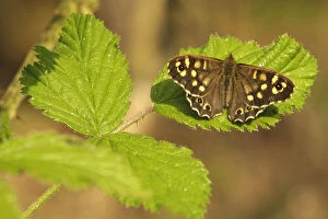Images Dated 17th April 2011: Speckled wood butterfly (Pararge aegeria) on Bramble (Rubus fructicosus) leaves, Gamlingay Wood