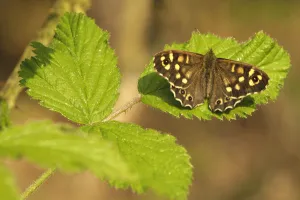 Lepidoptera Prints: Speckled wood butterfly (Pararge aegeria) on Bramble (Rubus fructicosus) leaves