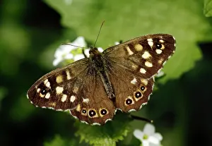 Papilionoidea Prints: Speckled wood butterfly (Pararge aegeria) feeding on Garlic mustard flowers (Alliaria petiolata)