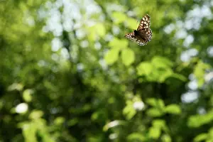 Papilionoidea Prints: Speckled wood butterfly (Pararge aegeria) male in flight in woodland