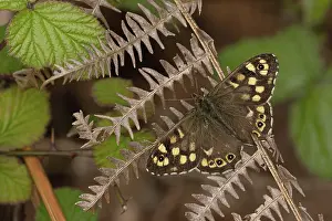Papilionoidea Prints: Speckled wood butterfly (Pararge aegeria) resting on dried fern frond