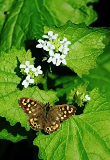Papilionoidea Prints: Speckled wood butterfly (Pararge aegeria) resting on Garlic mustard plant (Alliaria petiolata)