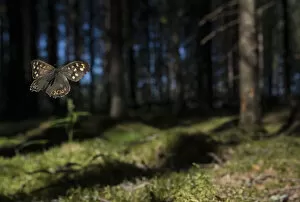 Speckled Wood (Pararge aegeria) male flying in habitat, Finland, April