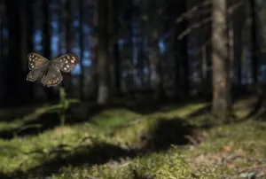Specked Wood Prints: Speckled Wood (Pararge aegeria) male flying in habitat, Finland, April