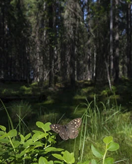 Adventure Gallery: Speckled Wood (Pararge aegeria) male in habitat, Finland, April