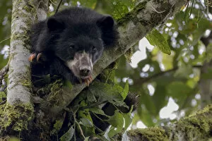 Images Dated 14th January 2017: Spectacled or Andean Bear (Tremarctos ornatus) looking out from tree branch, Maquipucuna