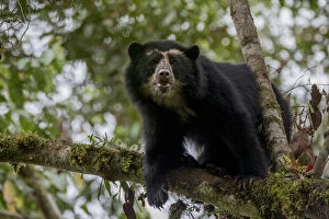 Bear Gallery: Spectacled or Andean bear (Tremarctos ornatus) Maquipucuna, Pichincha, Ecuador