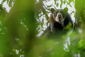 Tremarctos Lasallei Prints: Spectacled bear (Tremarctos ornatus) looking down from tree in cloud forest of the Ecuadorian Choco