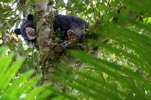Tremarctos Lasallei Prints: Spectacled bear (Tremarctos ornatus) resting in tree