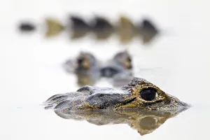 Images Dated 1st August 2011: Spectacled caiman (Caiman crocodilus) resting in shrinking pool, Pouso Alegre lodge