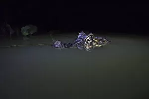 Alligatoridae Gallery: Spectacled caiman (Caiman crocodilus) in water at night, Mato Grosso, Pantanal, Brazil