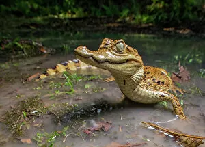 Flowing Water Collection: Spectacled caiman (Caiman crocodilus) in shallow water, Amazon rainforest, Loreto, Peru