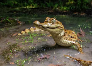Flowing Water Collection: Spectacled caiman (Caiman crocodilus) in shallow water, Amazon rainforest, Loreto, Peru