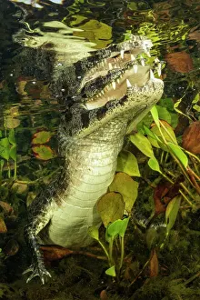 Crocodilian Prints: Spectacled caiman (Caiman crocodilus) approaching the surface among aquatic vegetation