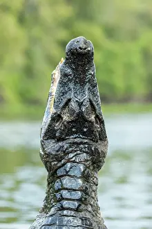 Pantanal Prints: Spectacled caiman (Caiman crocodilus) leaping out of water, Pantanal, Mato Grosso, Brazil