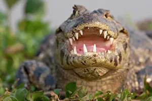Pantanal Prints: Spectacled caiman (Caiman crocodilus) with mouth open