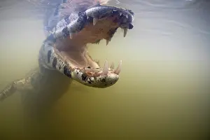Pantanal Prints: Spectacled caiman (Caiman crocodilus) with mouth open