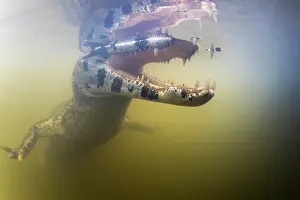 Pantanal Prints: Spectacled caiman (Caiman crocodilus) with mouth open