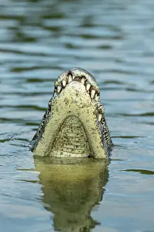 Pantanal Prints: Spectacled caiman (Caiman crocodilus) raising head above river surface