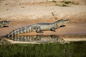 Pantanal Prints: Spectacled caiman (Caiman crocodilus) resting on riverbank, Pantanal, Mato Grosso, Brazil