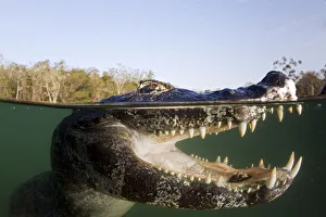 Spectacled caiman (Caiman crocodilus) Rio BaiAia Bonita, Bonito, Mato Grosso do Sul