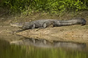 Alligators Gallery: Spectacled Caiman {Caiman crocodilus} on river bank, Rio Yanayacu, Pacaya-Samiria National Park