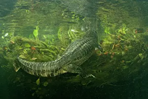Crocodilian Prints: Spectacled caiman (Caiman crocodilus) swimming underwater among aquatic vegetation