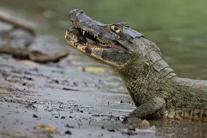 Reptile Prints: Spectacled caiman (Caiman crocodilus) at water's edge with fish prey in mouth