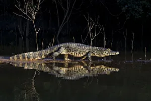 Threats Prints: Spectacled caiman (Caiman yacare) walking on a sandy shore at the edge of a river at night
