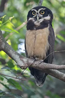 Strigiformes Prints: Spectacled owl (Pulsatrix perspicillata) perched in tree
