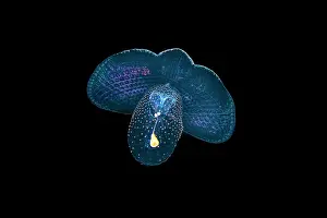 Gastropoda Prints: Spectacular coralla (Corolla spectabilis) a pelagic pteropod mollusc / Sea butterfly
