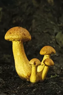Spectacular Rustgill (Gymnopilus junonius) mushrooms. Ebernoe Common, West Sussex