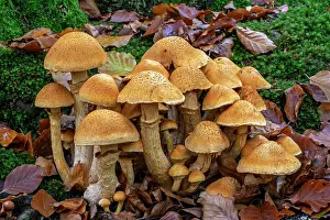 Fungi Prints: Spectacular rustgill (Gymnopilus junonius) cluster of mushrooms on base of tree trunk in autumn