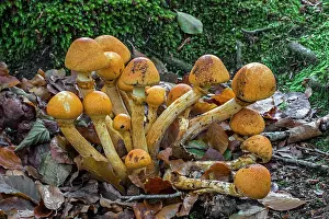 Mushroom Prints: Spectacular rustgill mushrooms (Gymnopilus junonius) early growth stage in autumn forest