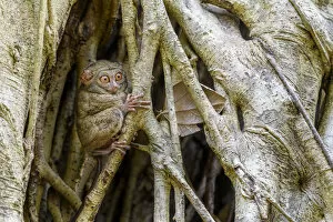 Images Dated 26th August 2020: Spectral tarsier (Tarsius spectrum) in day-time roost tree (Ficus sp. )