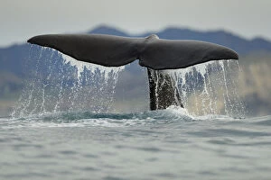 Drops Gallery: Sperm whale (Physeter macrocephalus) tail fluke above water during dive, Kaikoura