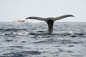 Sperm whale (Physeter macrocephalus) fluke with a whale watching boat in the distance