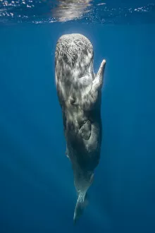 Images Dated 15th July 2008: Sperm whale (Physeter macrocephalus) resting vertically just beneath surface, Faial Island
