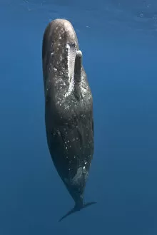 Sperm whale (Physeter macrocephalus) female at the ocean surface with her mouth open