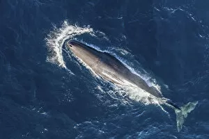 Sperm whale (Physeter macrocephalus) aerial view. Baja California, Mexico