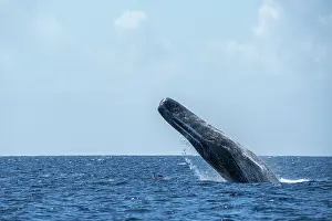 Pot Whale Prints: Sperm whale (Physeter macrocephalus) breaching, Dominica, Caribbean Sea