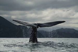 Whales Gallery: Sperm whale (Physeter macrocephalus) diving, tail fluke, Kaikoura, South Island