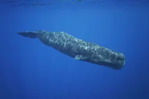 Democratic Republic Of Timor Leste Prints: Sperm whale (Physeter macrocephalus) diving underwater
