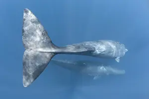 Sri Lanka Prints: Sperm whale (Physeter macrocephalus) female