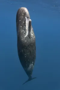 Catalogue9 Prints: Sperm whale (Physeter macrocephalus) female at the ocean surface with her mouth open