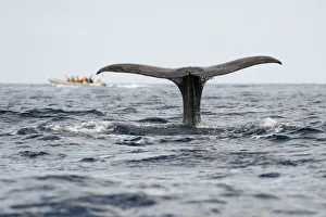 Magnus Lundgren Prints: Sperm whale (Physeter macrocephalus) fluke with a whale watching boat in the distance