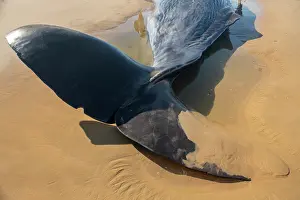 Tail Fin Prints: Sperm whale (Physeter macrocephalus) male