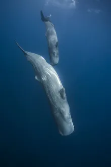 Azores Prints: Sperm whale (Physeter macrocephalus) mother and calf diving down, Faial Island, Azores