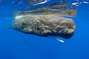 Sperm whale (Physeter macrocephalus) with mouth open, Dominica, Caribbean Sea, Atlantic Ocean